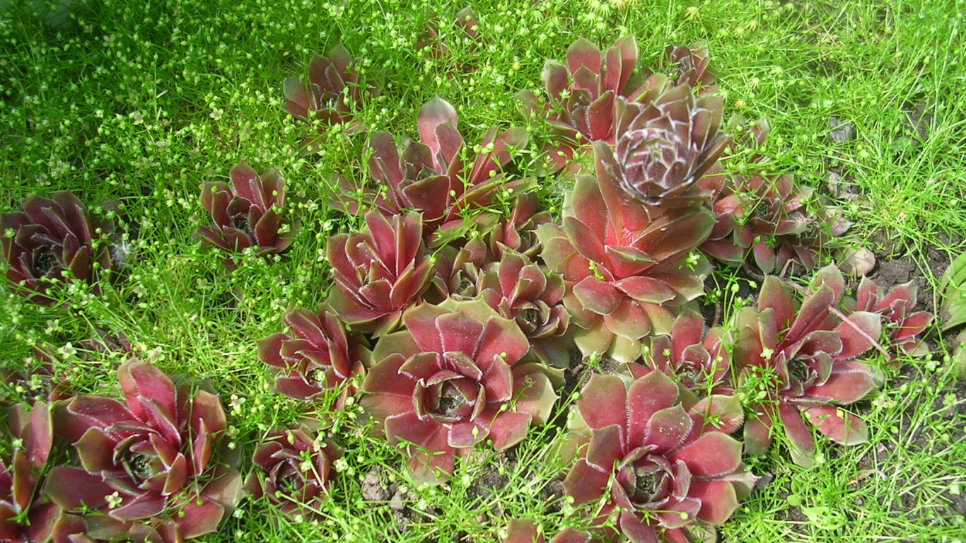 Красивое растение молодило в парке