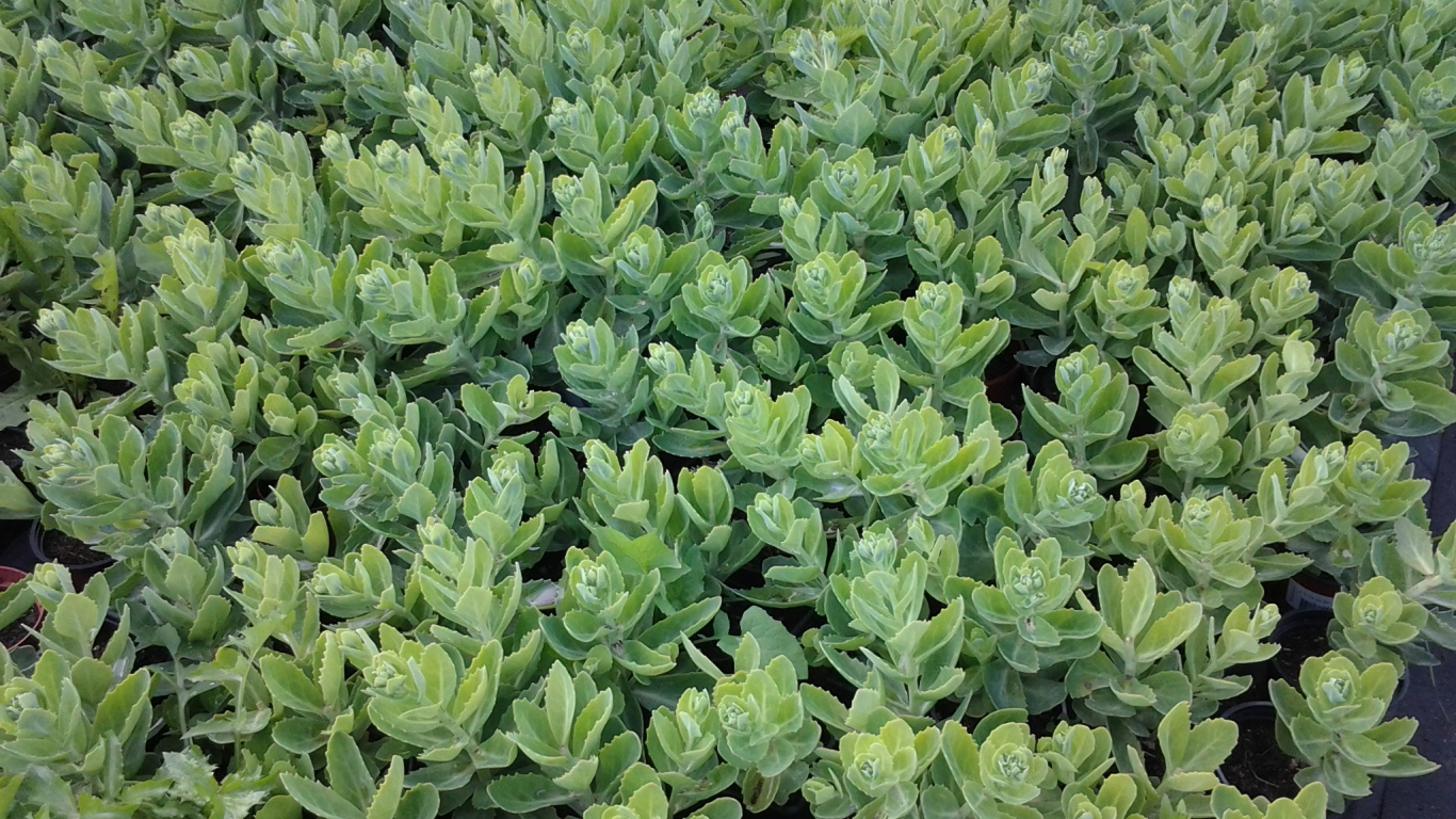 Красивое растение седум в парке