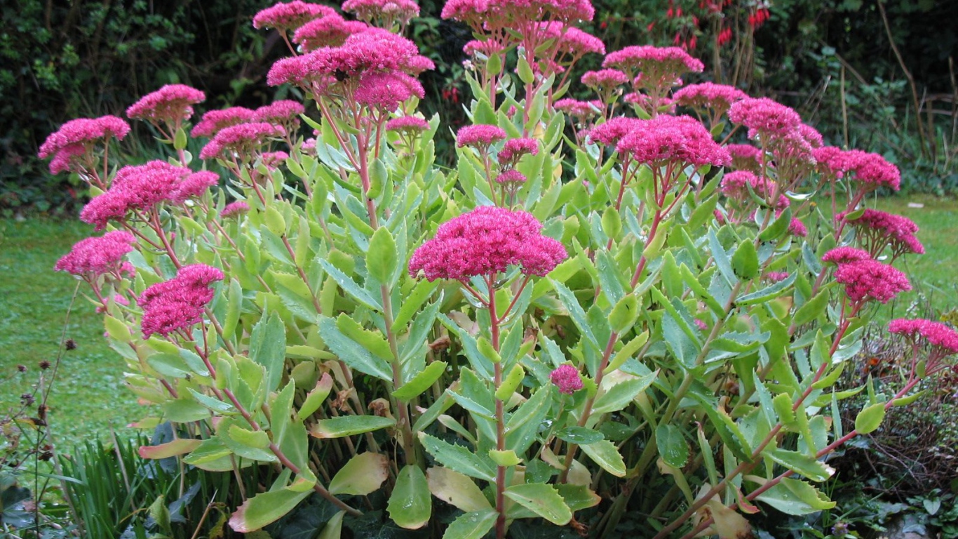 Красивое растение седум на поляне