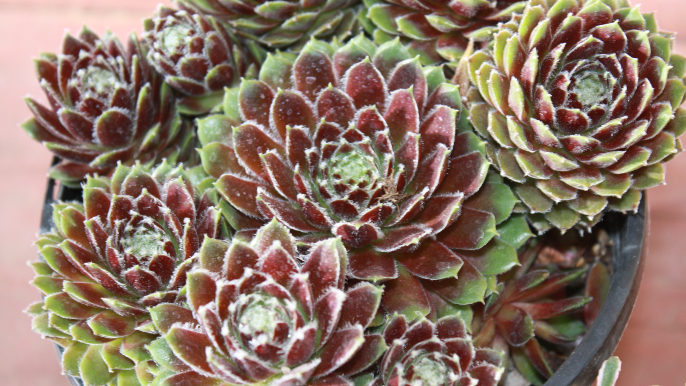 Красивое растение молодило в горшке