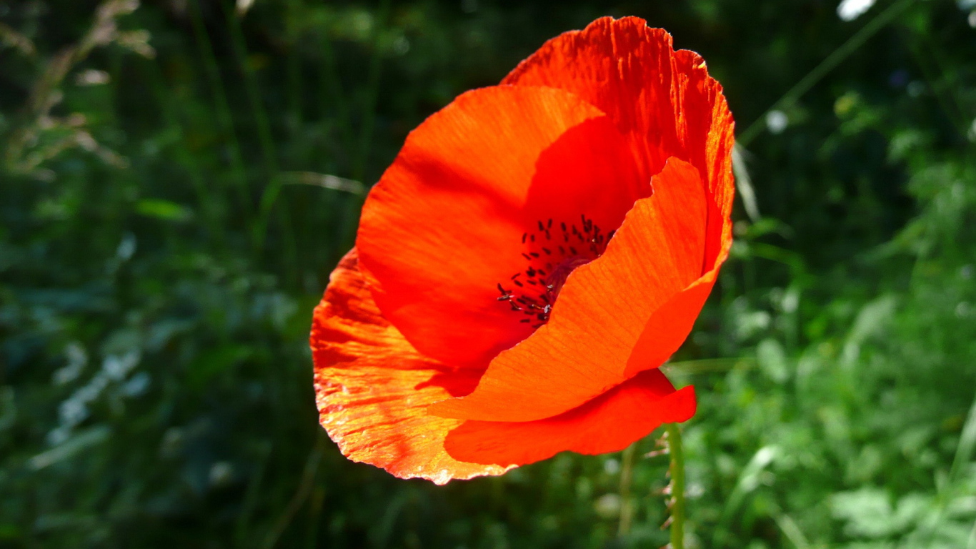 Красивый цветок мак 