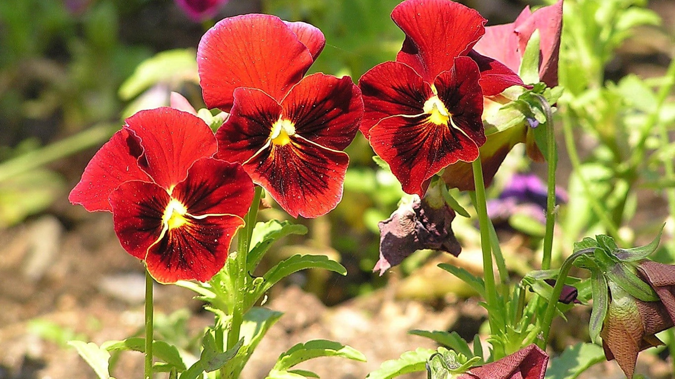 Красивые красные цветы анютины глазки