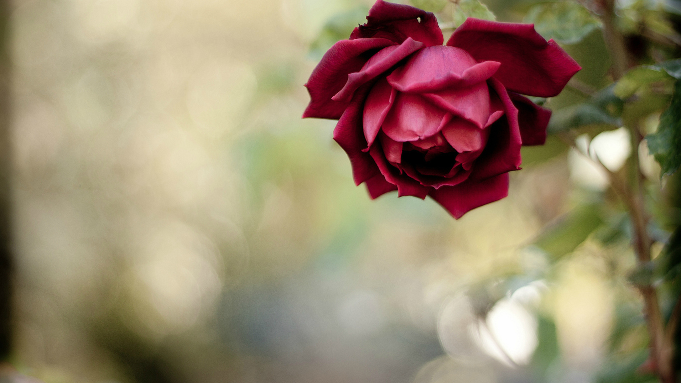 Красивая красная роза в саду