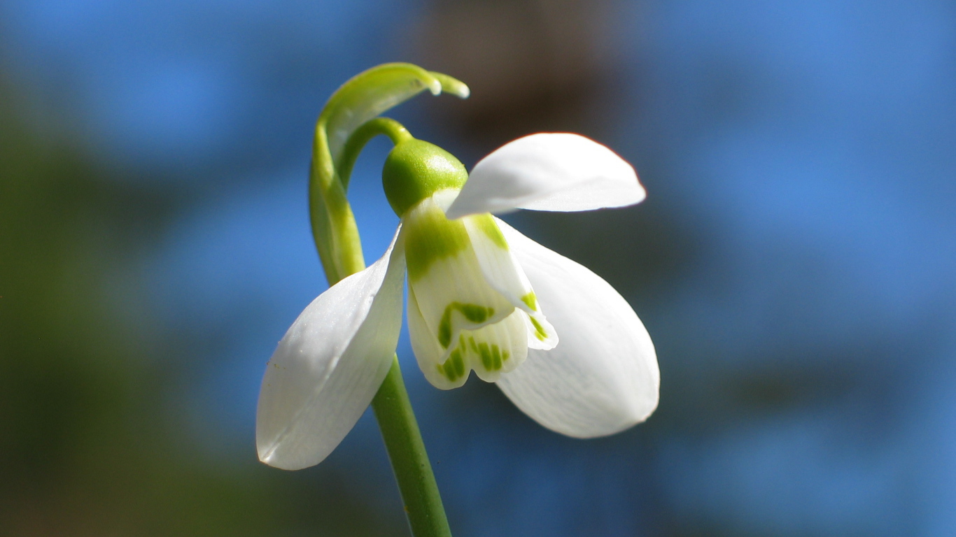 Красивый подснежник в  парке