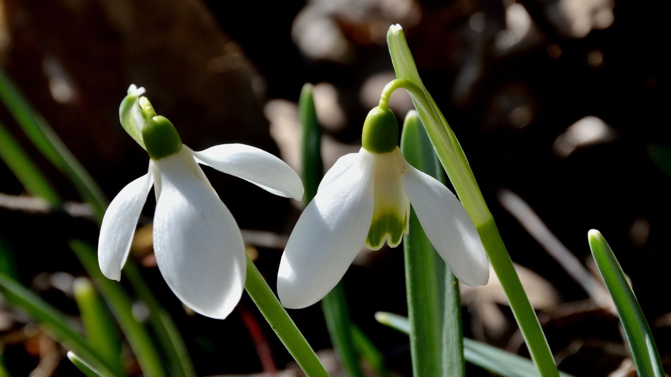 Красивые подснежники в саду