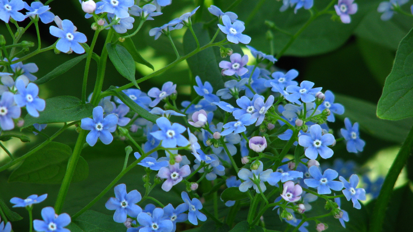 Красивые весенние цветы бруннера