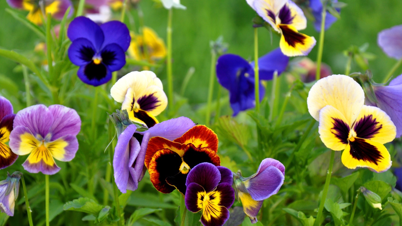 Красивые цветы анютины глазки весной на поляне