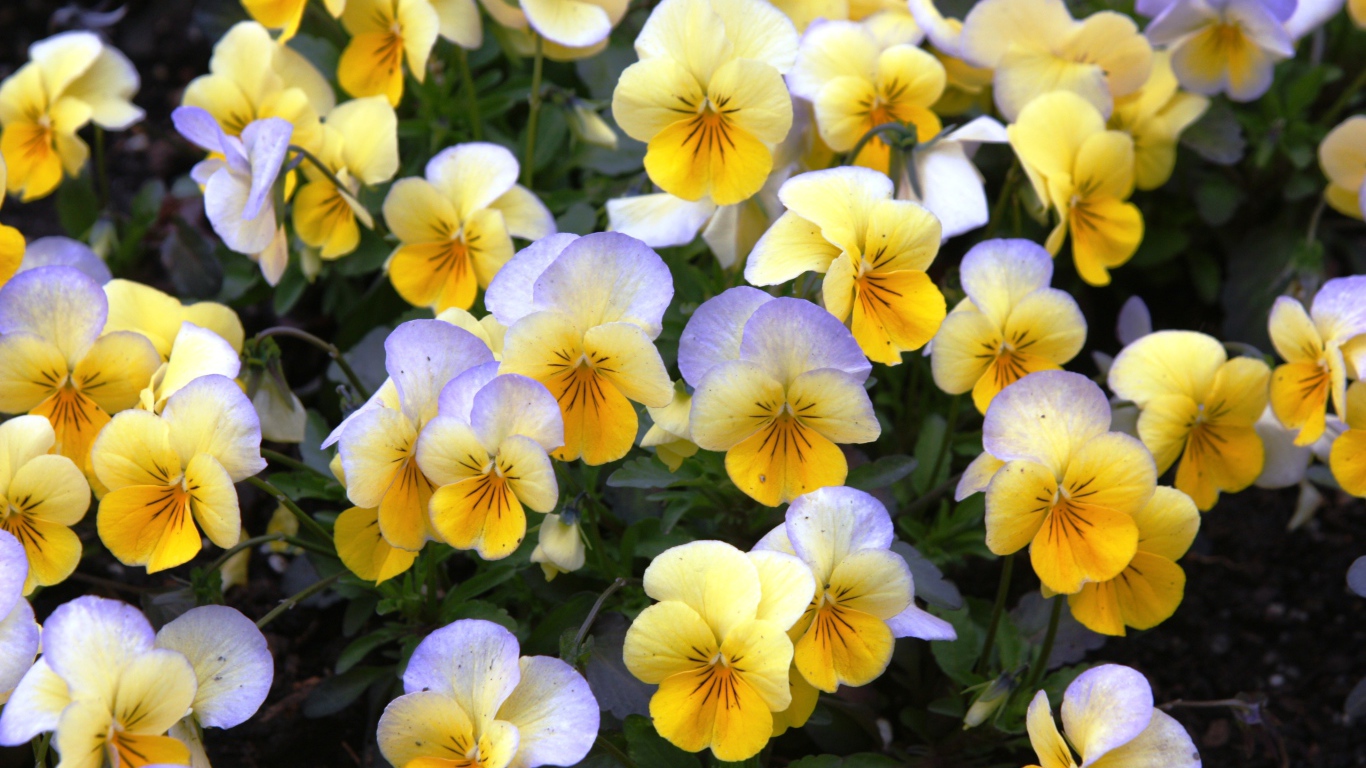 Красивые весенние желтые виолы в саду