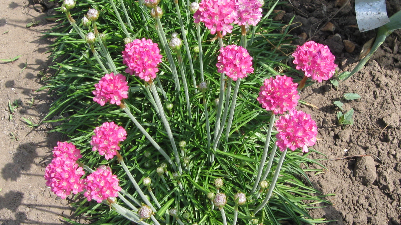 Красивая армерия на дачном участке