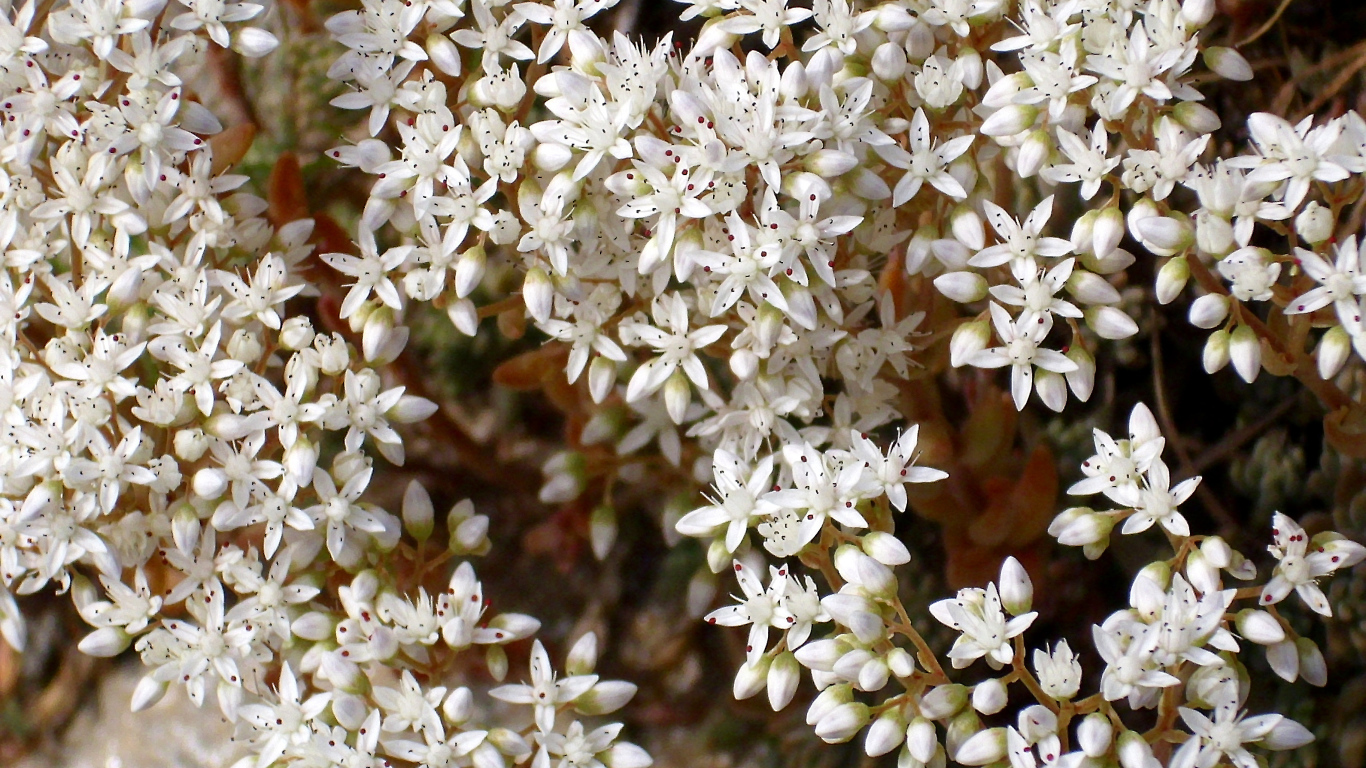 Красивые белые цветы резухи