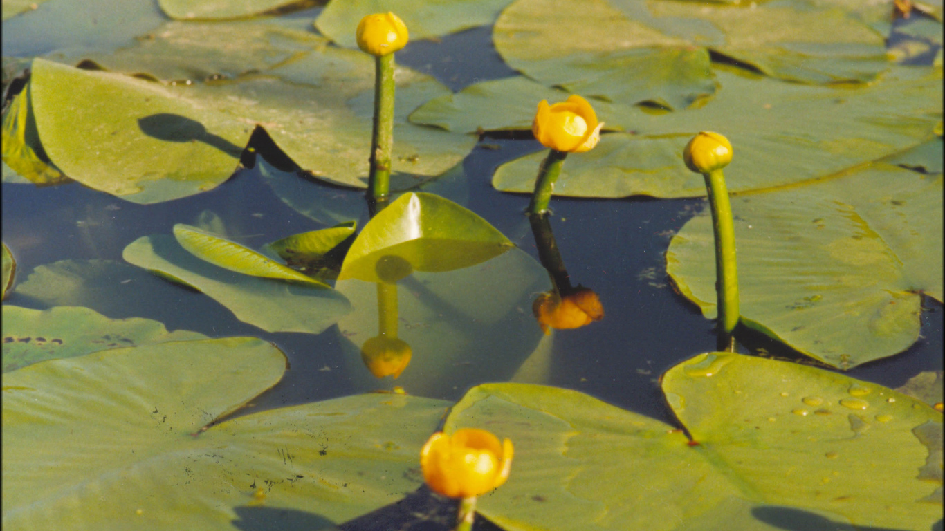 Красивая кубышка желтая