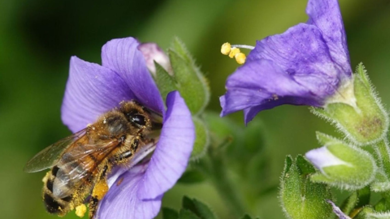 Пчела на колокольчике