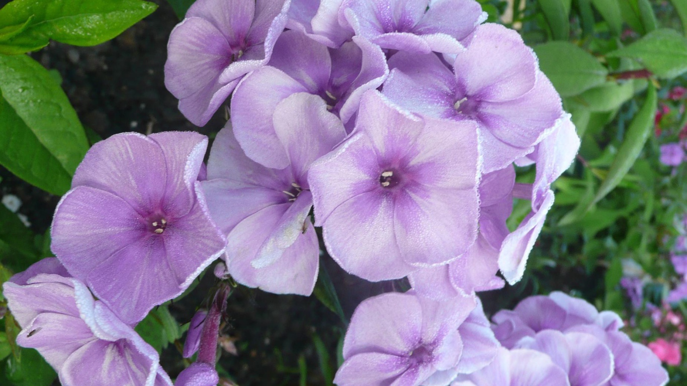 За домом красивые цветы флокс