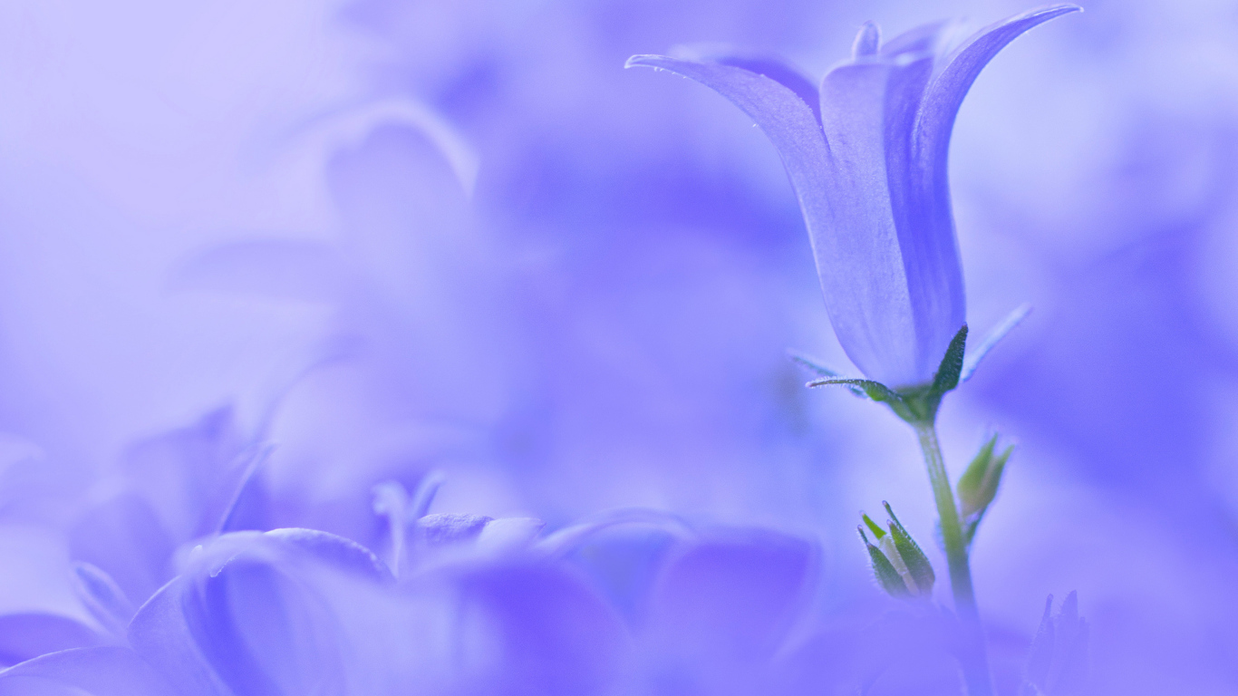 Колокольчик на голубом фоне