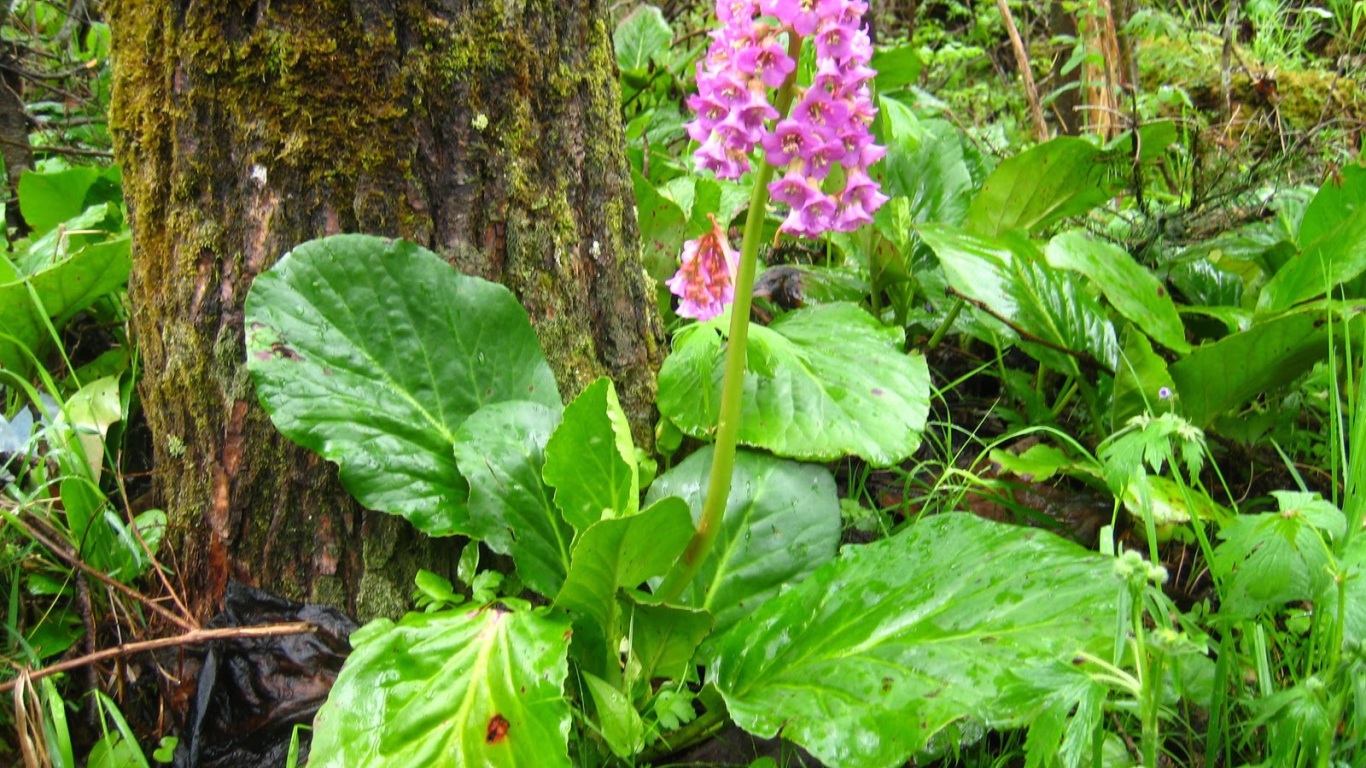 Красивые многолетние цветы бадан в лесу