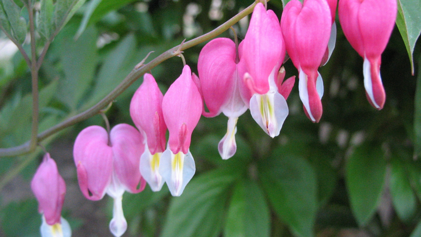 Выращивание цветов дицентра в саду