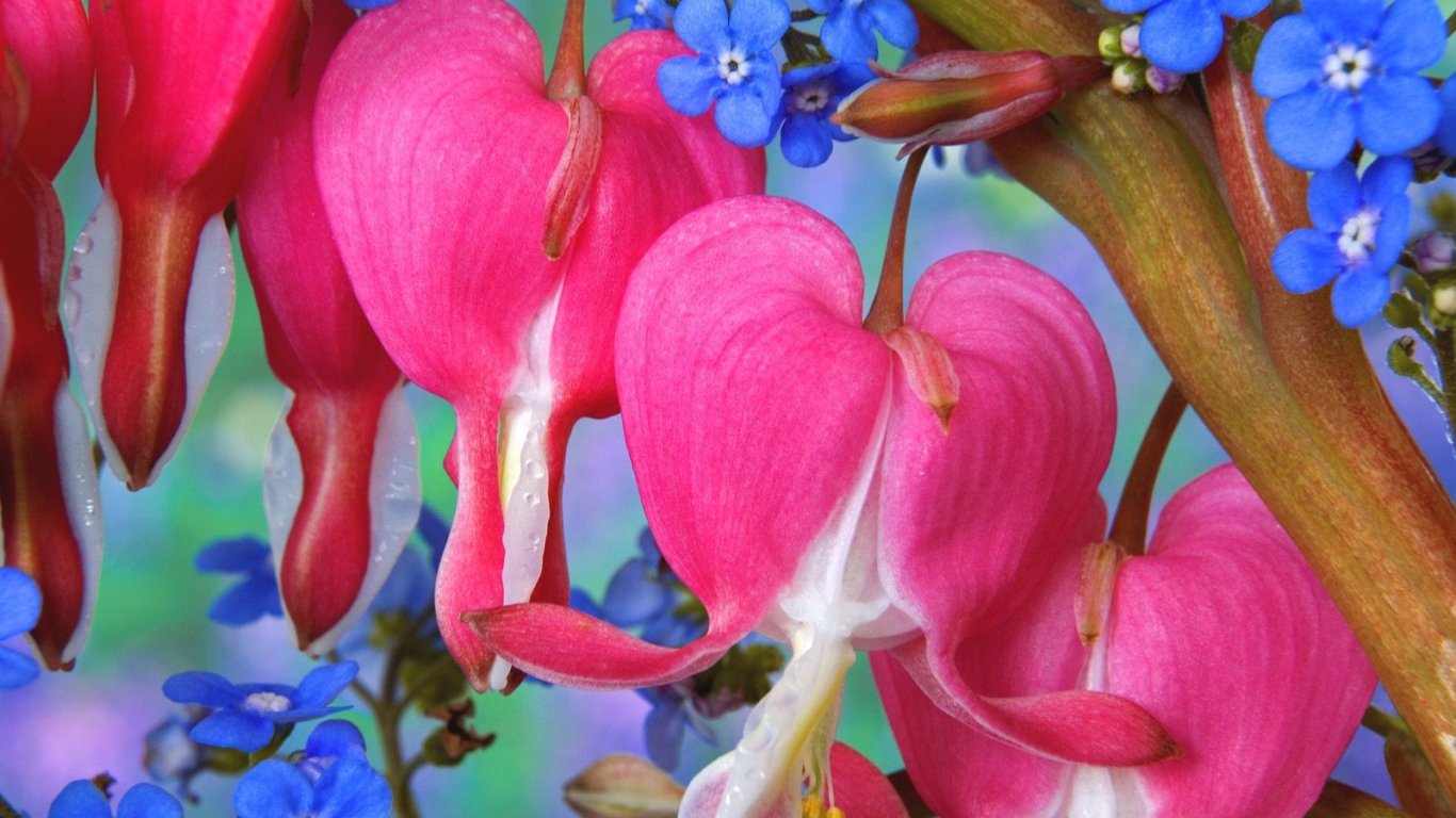 Цветы сердечки