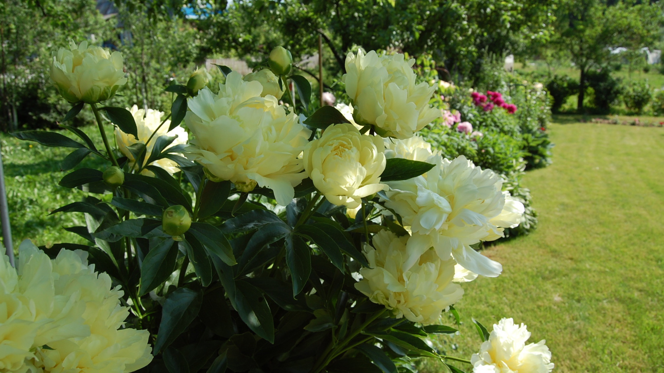 Расцвели красивые цветы пионы