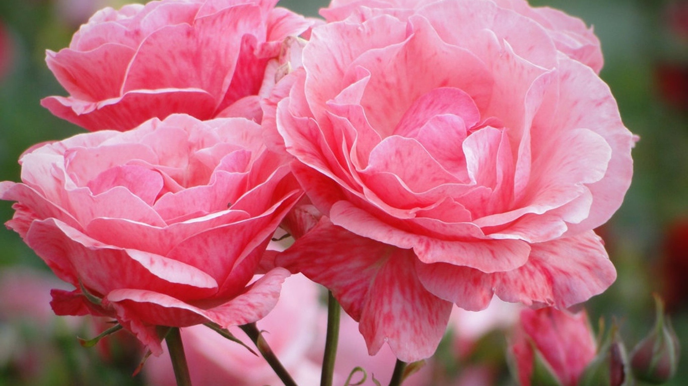 Распустившиеся розовые цветы