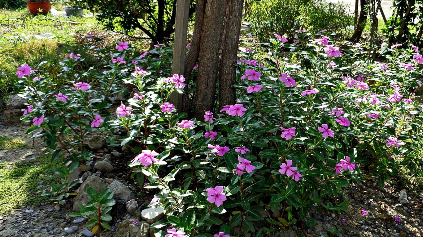 Синие цветы вокруг дерева