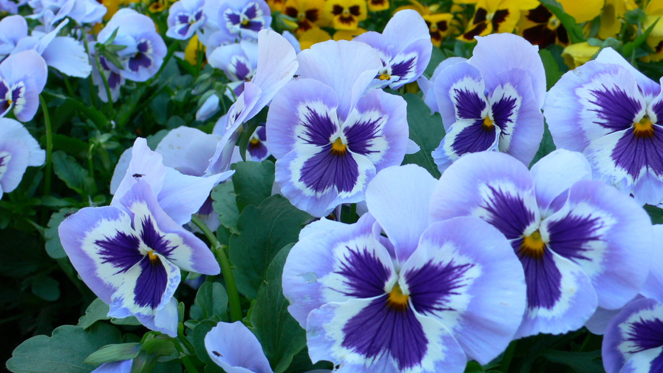 Голубые цветы анютины глазки на поляне