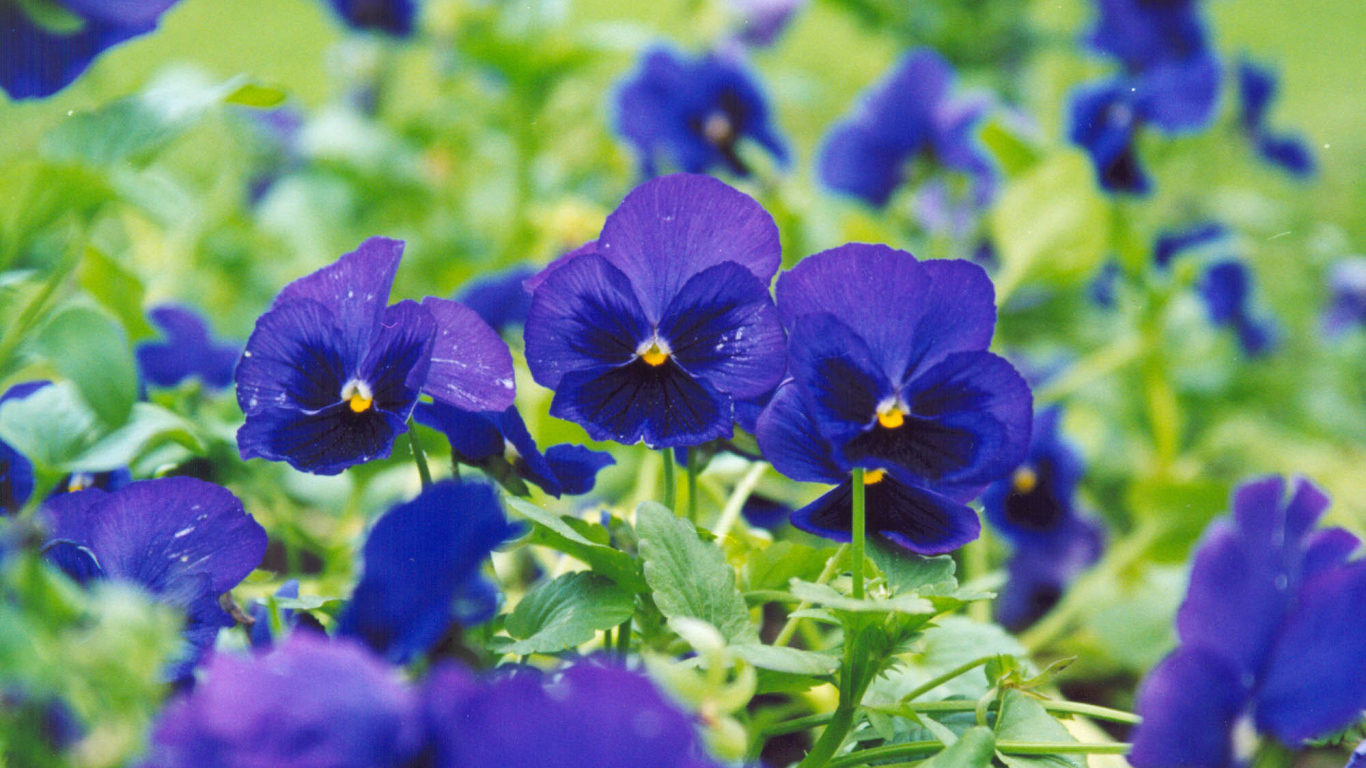 Синие цветы анютины глазки зацвели на поляне в лесу