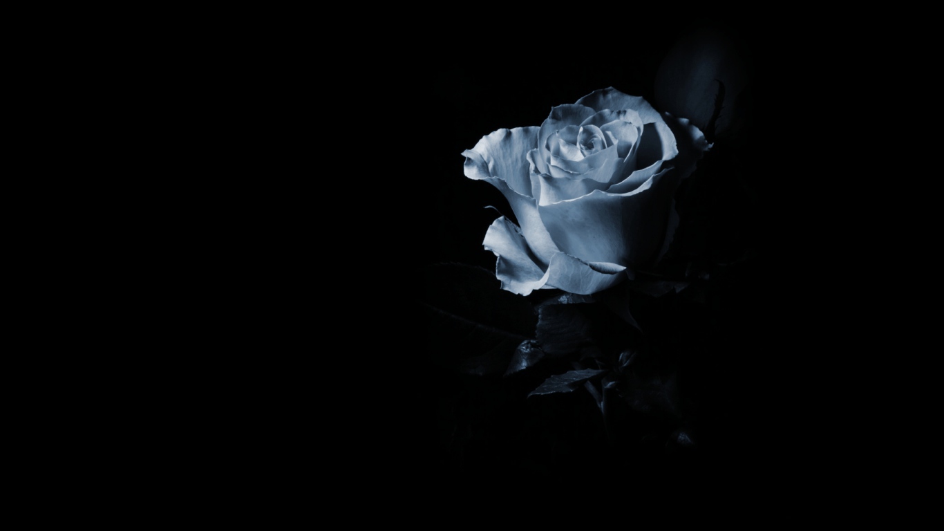 Синяя роза в тени