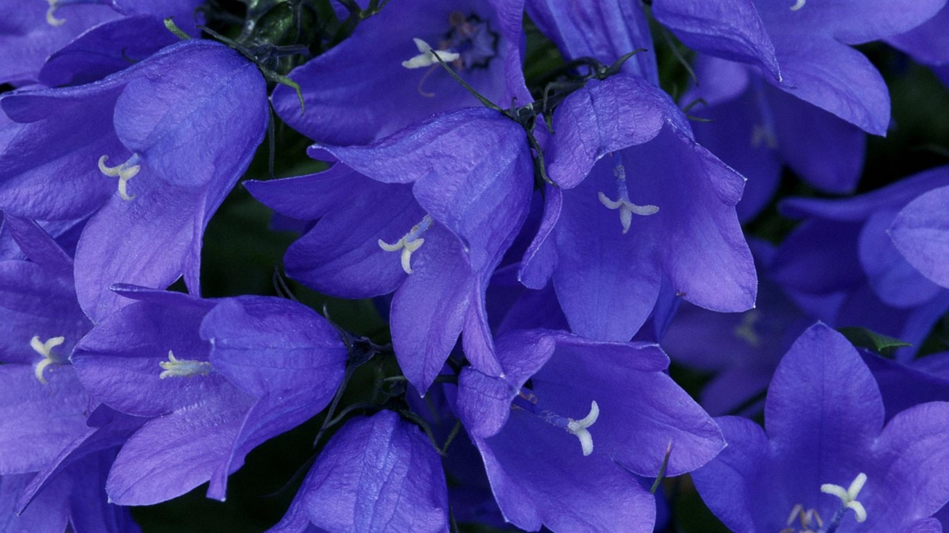 Колокольчики в лесу