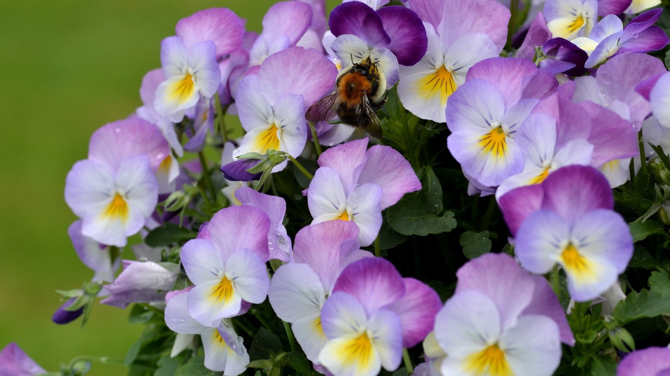 Букет виолы (фиалки, анютины глазки) 