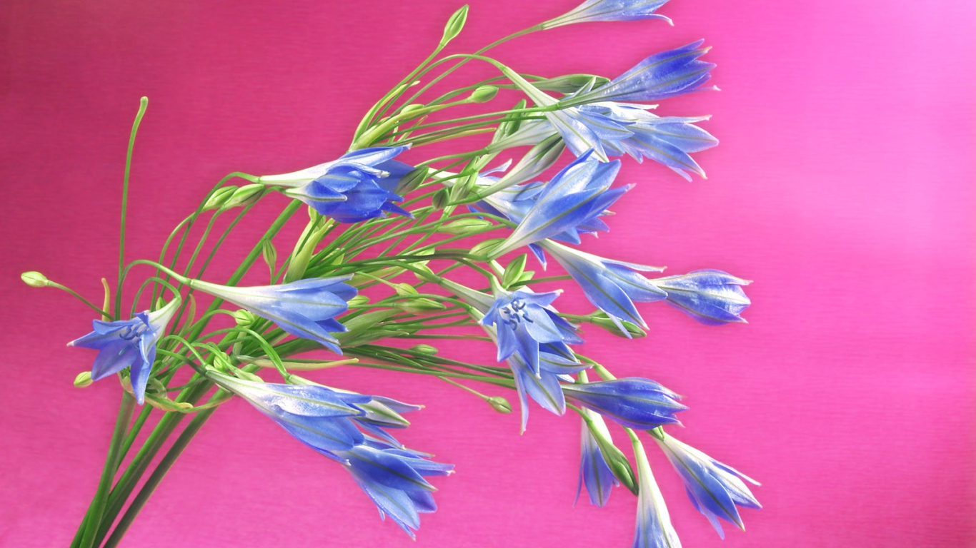 Букет синих полевых цветов