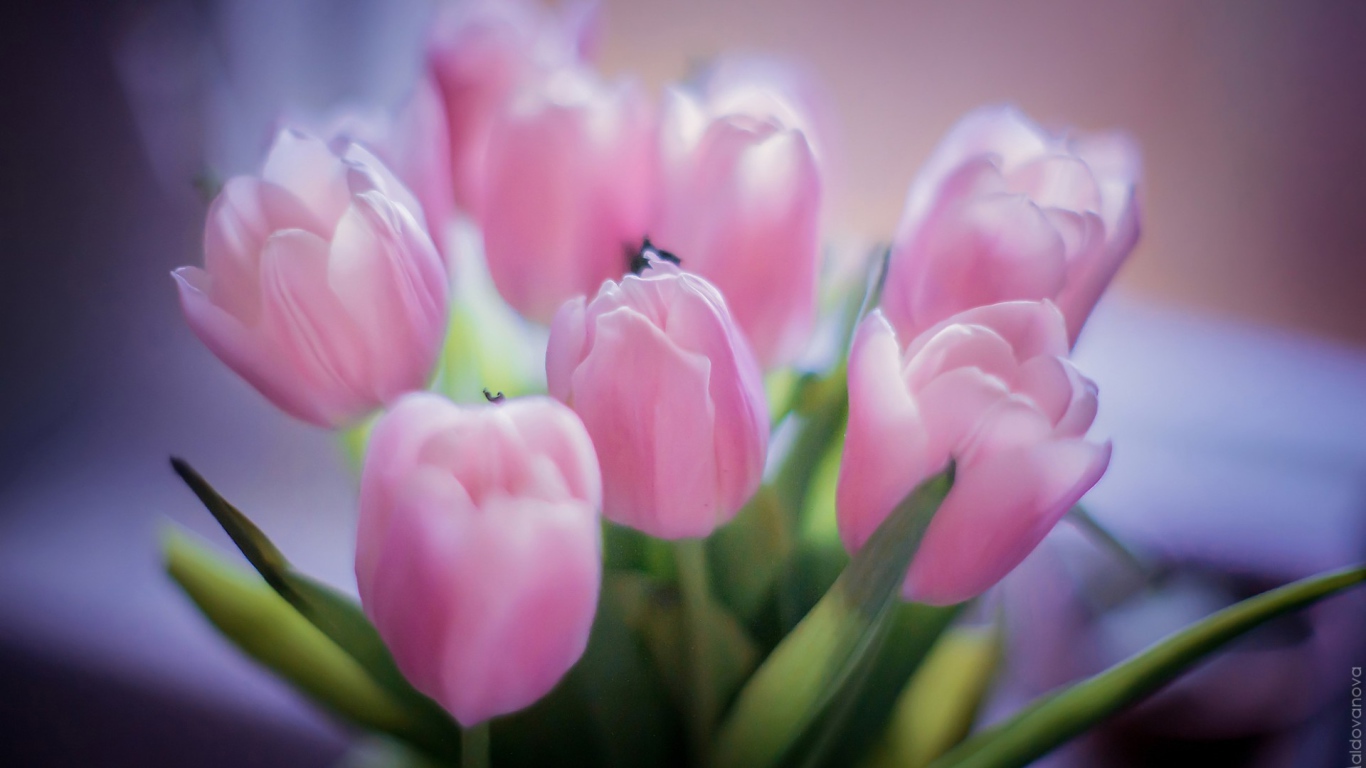 Букет розовых тюльпанов