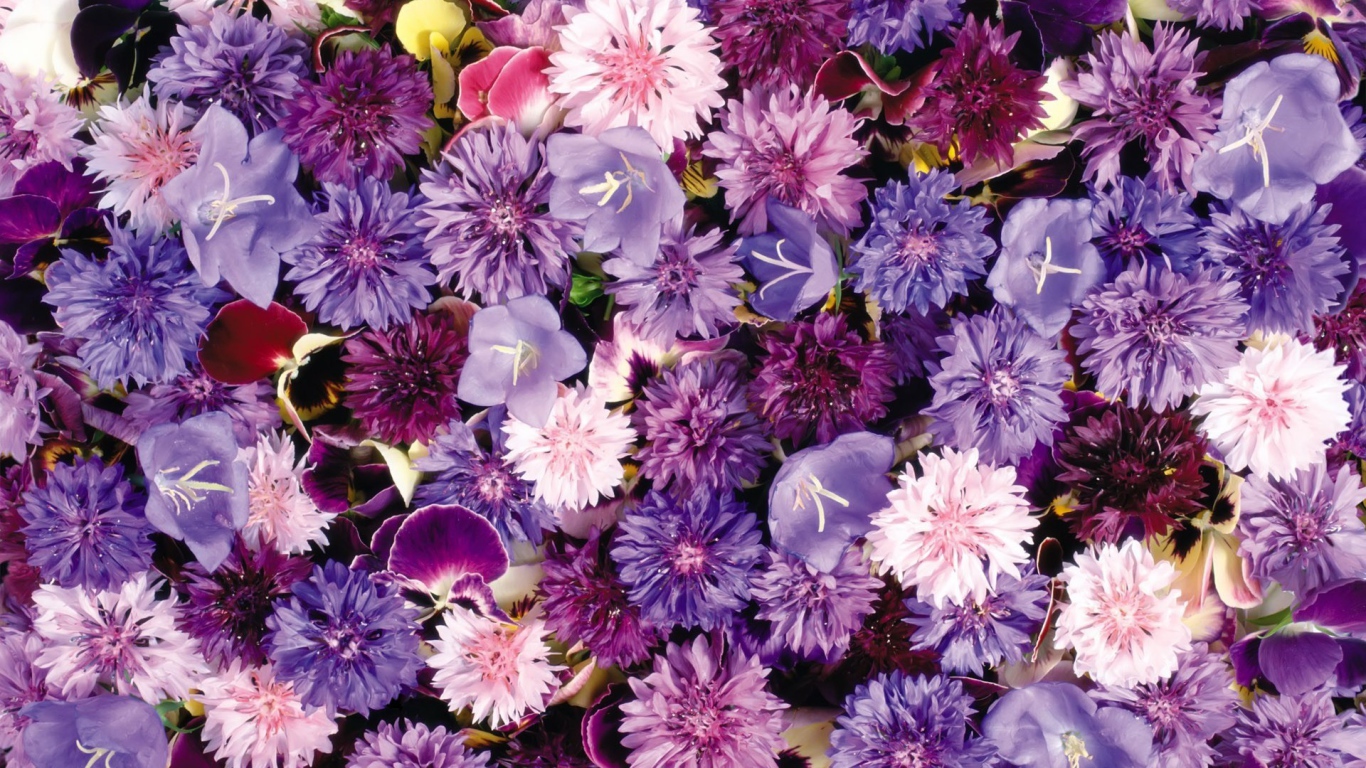 Букет полевых цветов