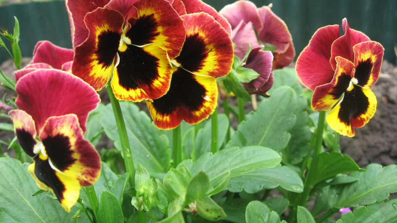 Яркие красивые цветы анютины глазки