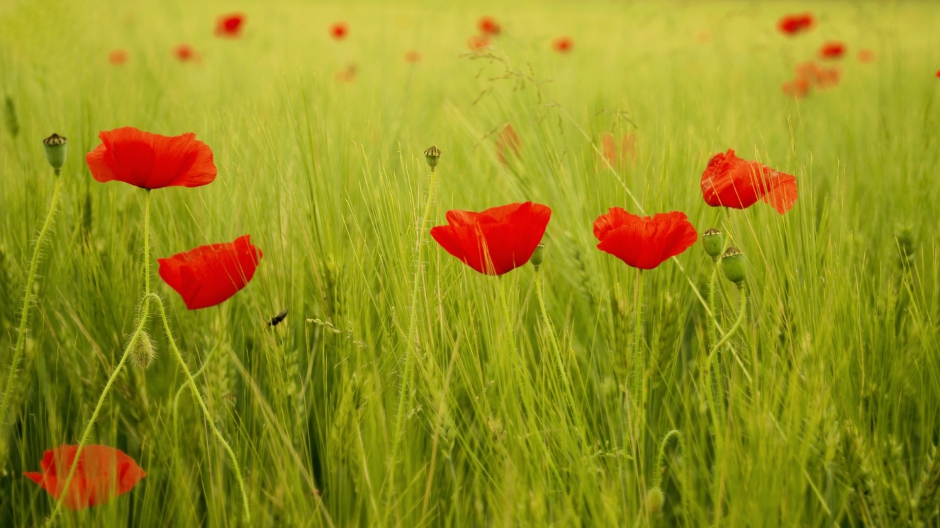 Яркие маки на поле