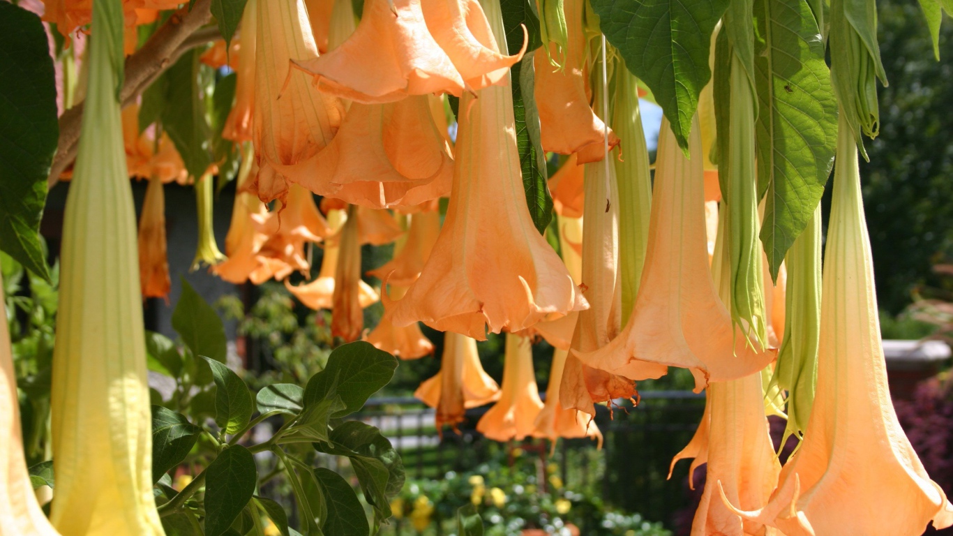 Красивый цветок бругмансия в саду