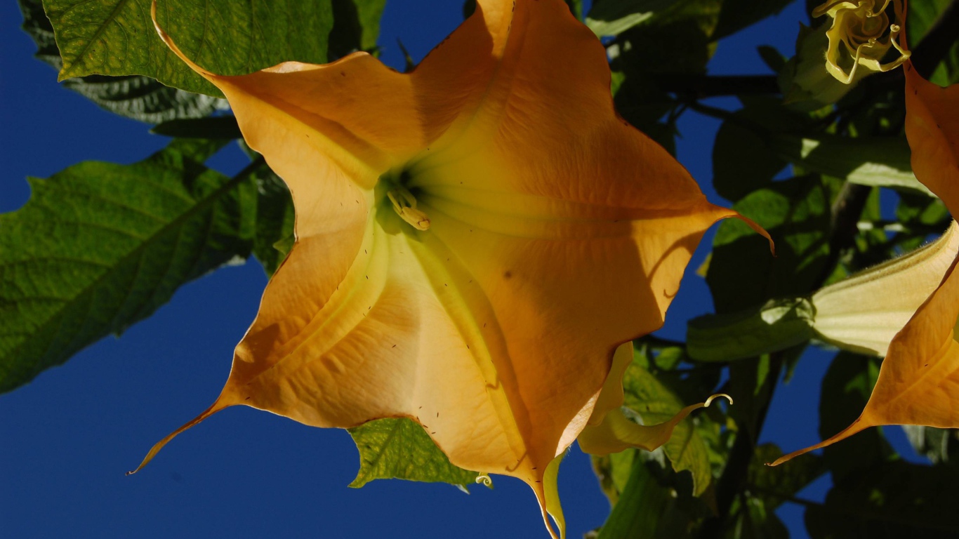 Красивое растение бругмансия в саду