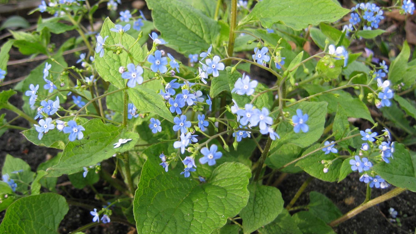 Красивые цветы бруннера в лесу