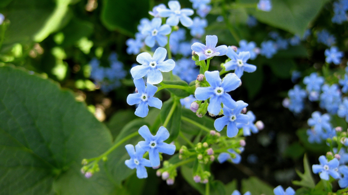 Бруннера красивое многолетнее растение