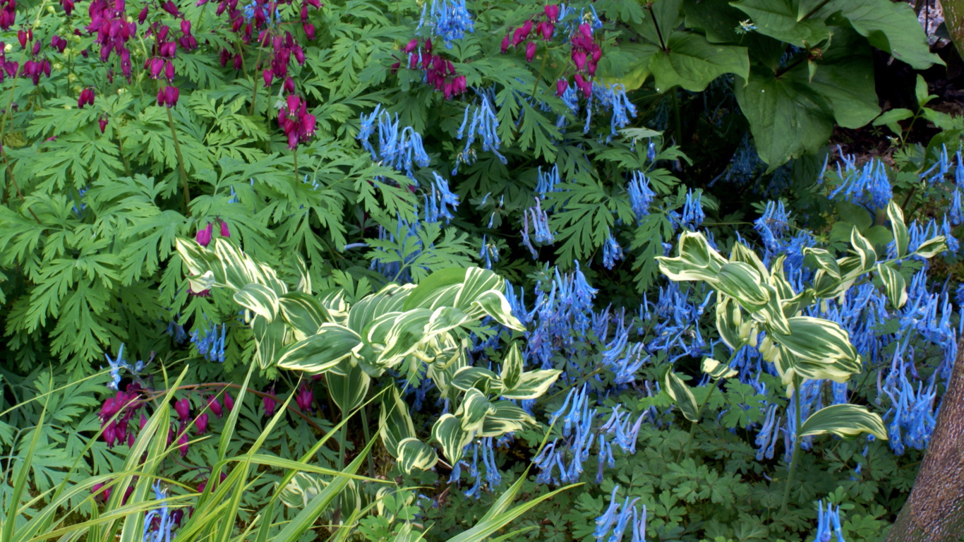 Растение бруннера в саду