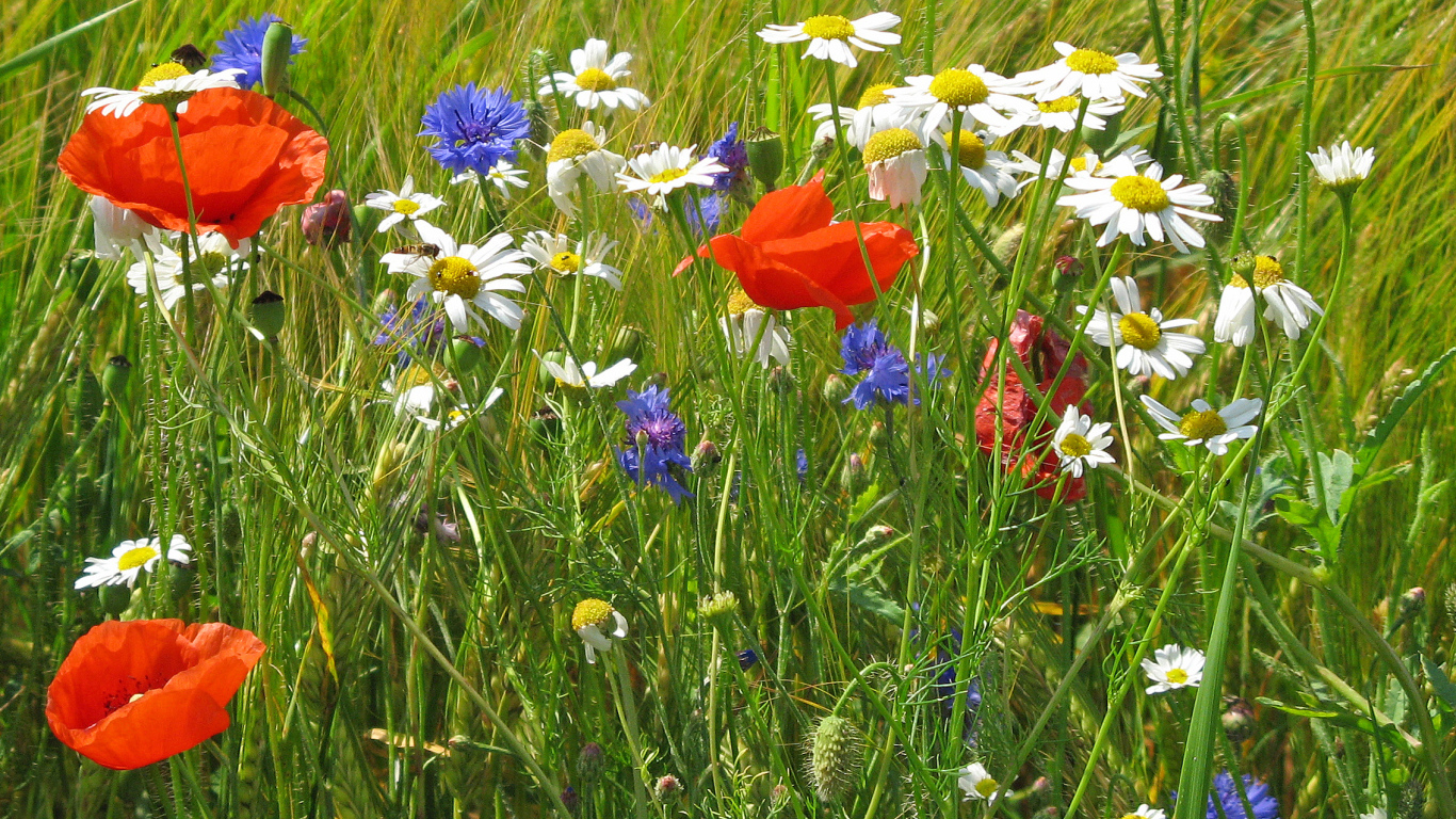 Семейка полевых цветов