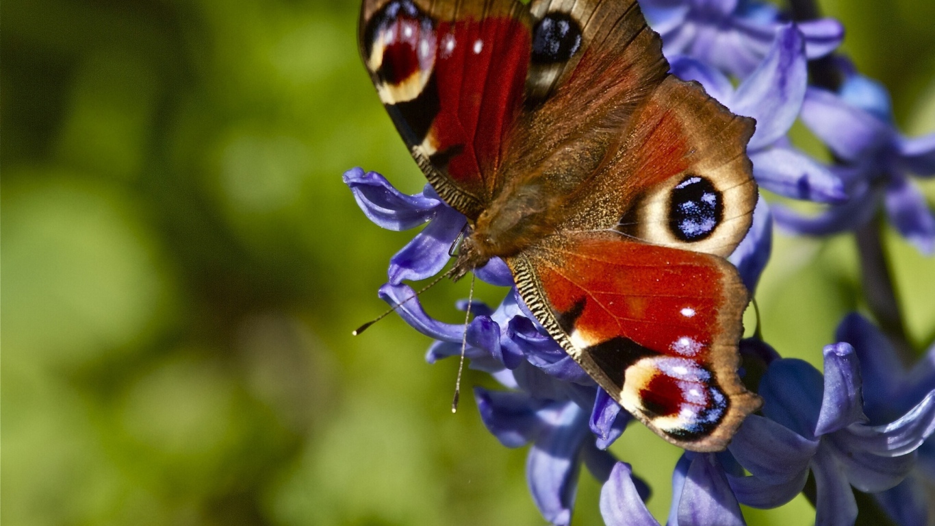 Бабочка на красивых цветах гиацинт