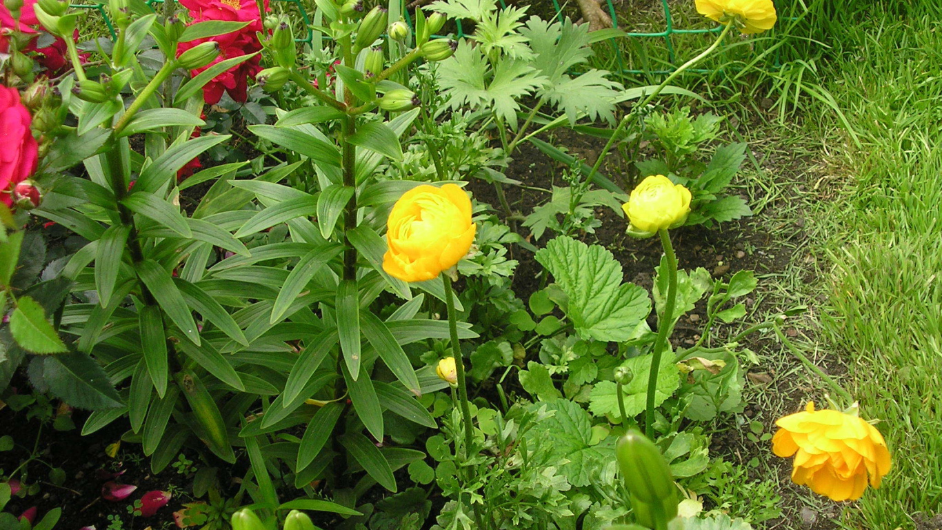 Растение бузульник на дачном участке