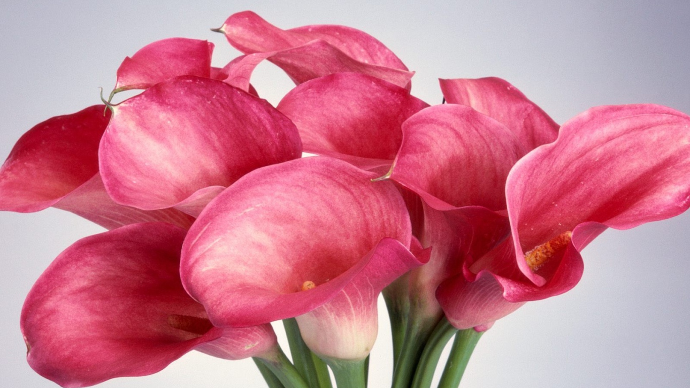 Калла лилии