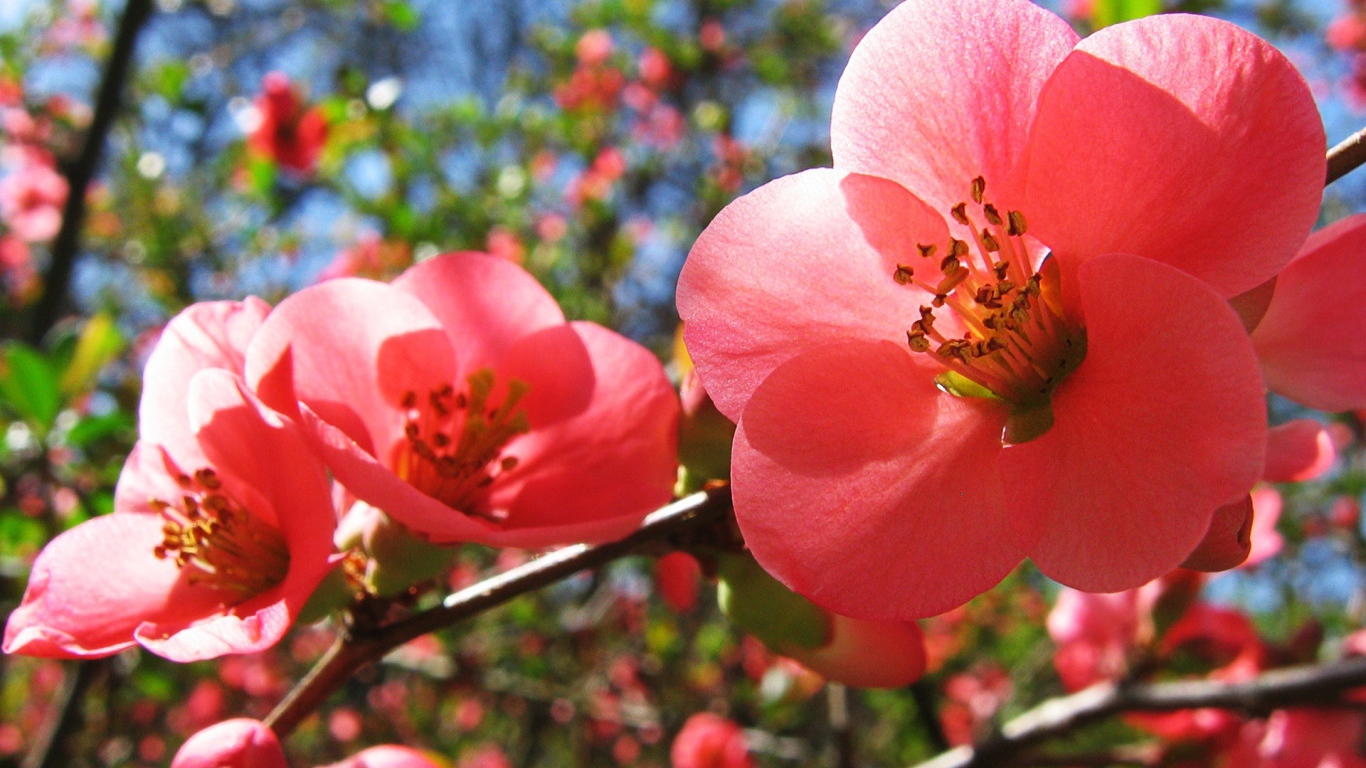 Цветы вишни