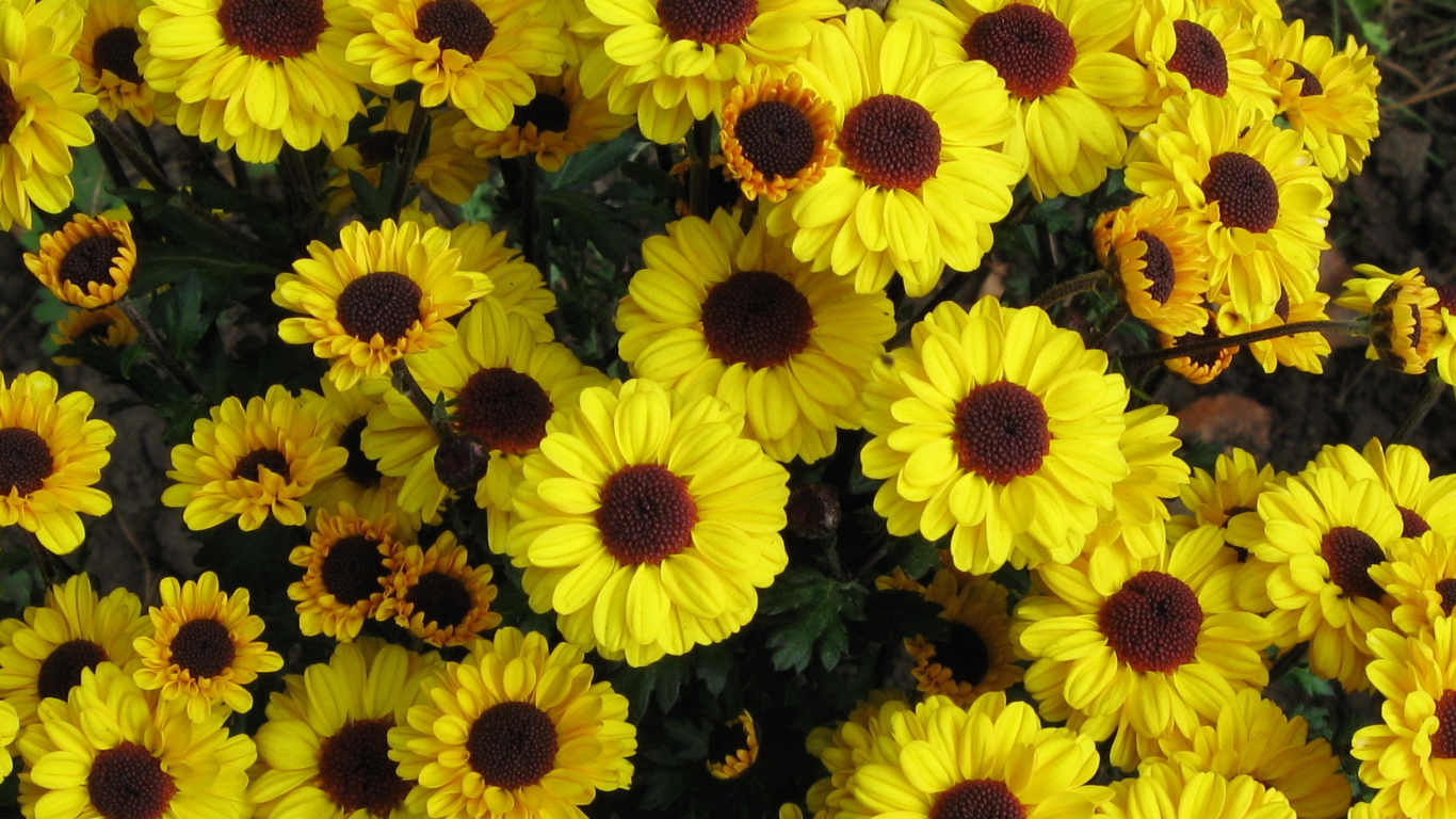 Выращивание цветов хризантема в саду