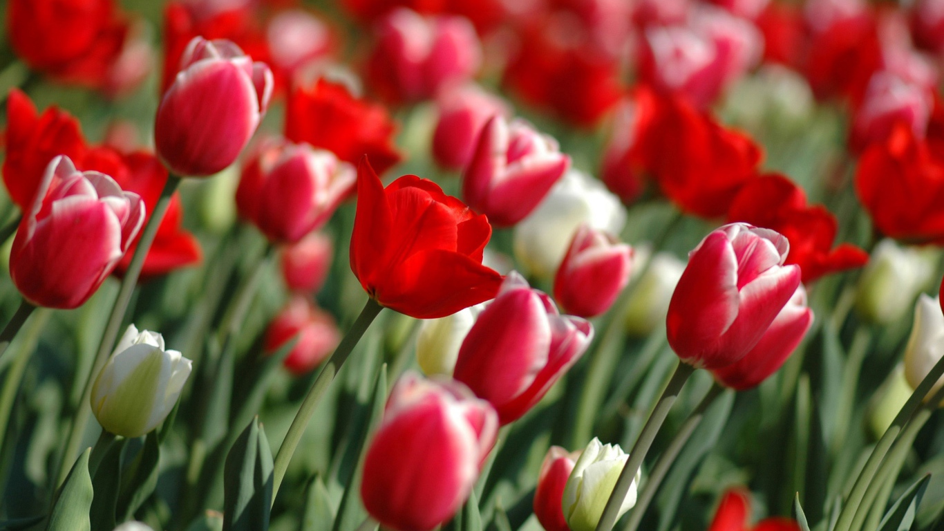 Красочные тюльпаны