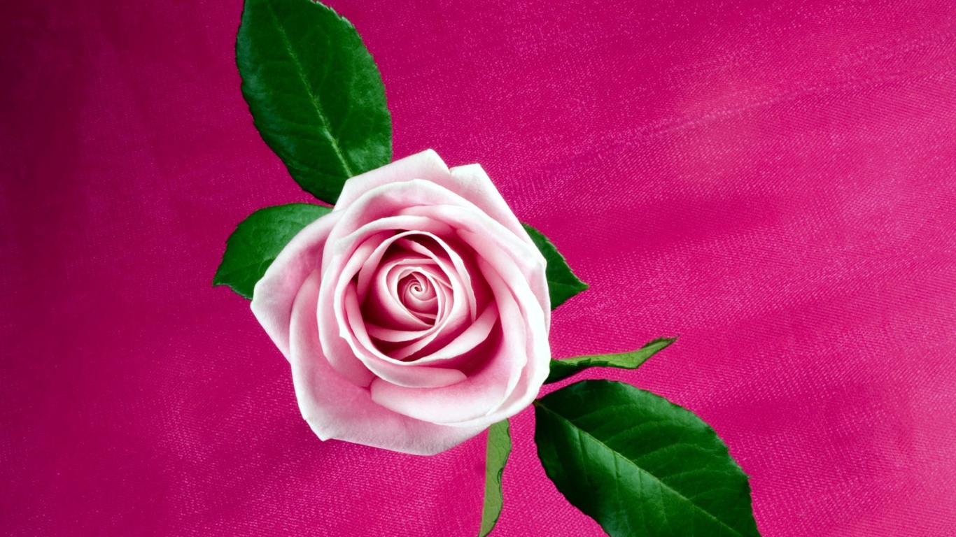 Прохладная розовая роза