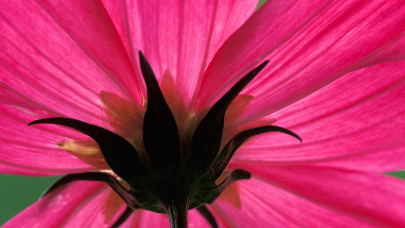 Космический цветок