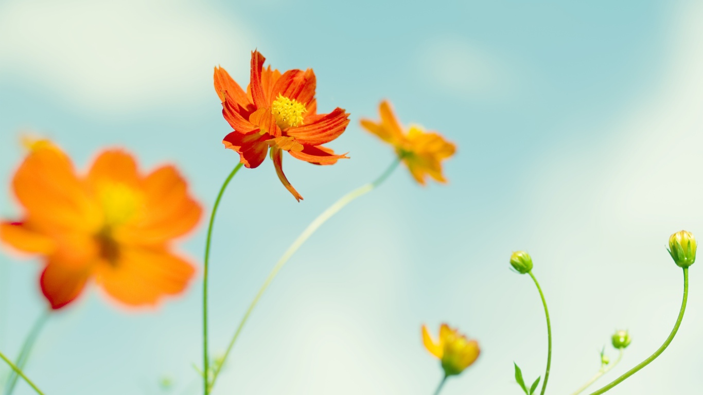 Космические цветы