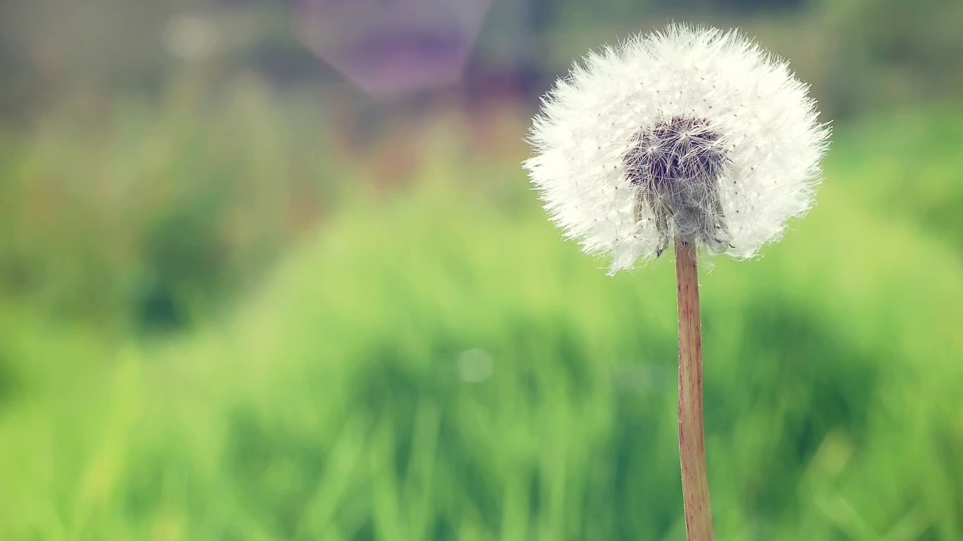 Одуванчик в деревне